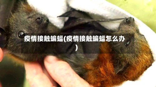 疫情接触蝙蝠(疫情接触蝙蝠怎么办)-第2张图片