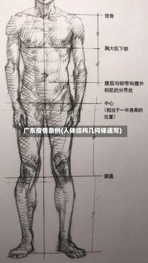 广东疫情条例(人体结构几何体速写)-第2张图片