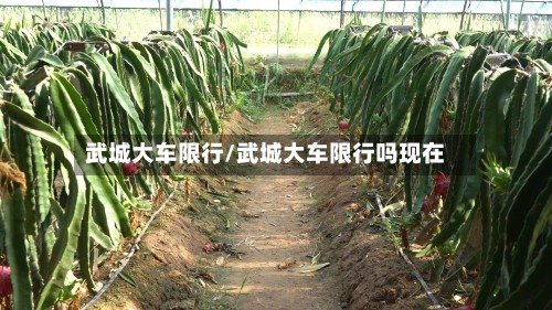 武城大车限行/武城大车限行吗现在-第2张图片