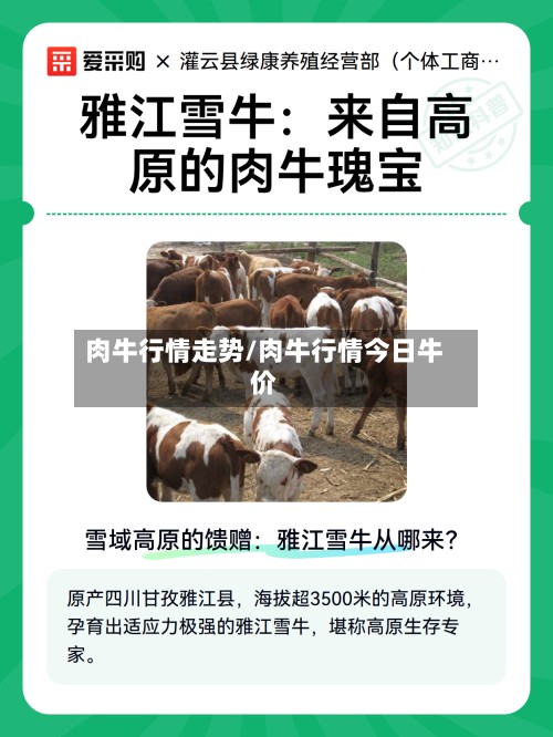 肉牛行情走势/肉牛行情今日牛价