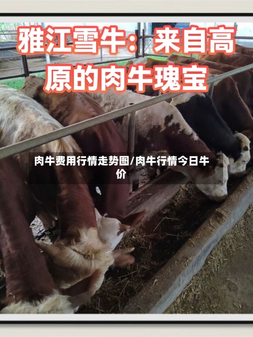 肉牛费用行情走势图/肉牛行情今日牛价-第2张图片