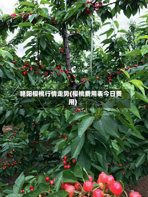 艳阳樱桃行情走势(樱桃费用表今日费用)