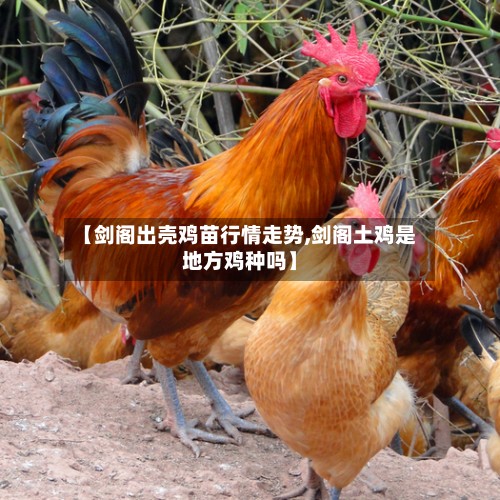 【剑阁出壳鸡苗行情走势,剑阁土鸡是地方鸡种吗】