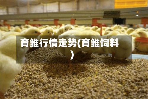 育雏行情走势(育雏饲料)-第2张图片