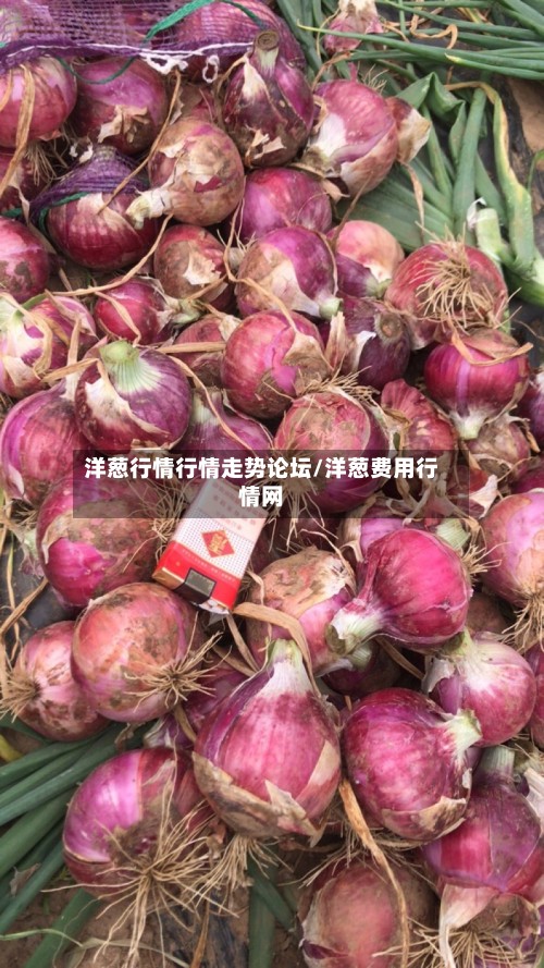 洋葱行情行情走势论坛/洋葱费用行情网