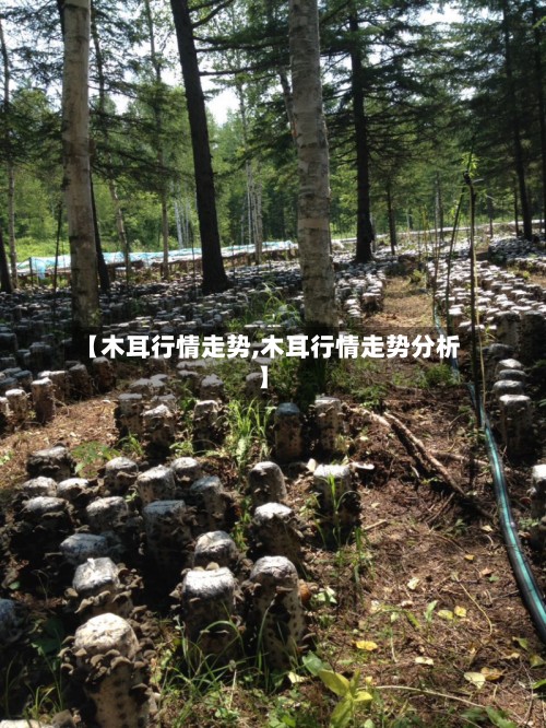 【木耳行情走势,木耳行情走势分析】