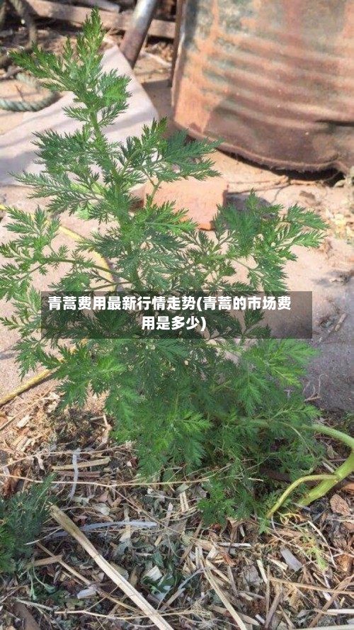 青蒿费用最新行情走势(青蒿的市场费用是多少)-第3张图片