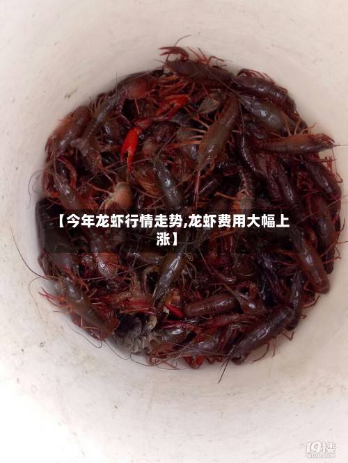 【今年龙虾行情走势,龙虾费用大幅上涨】
