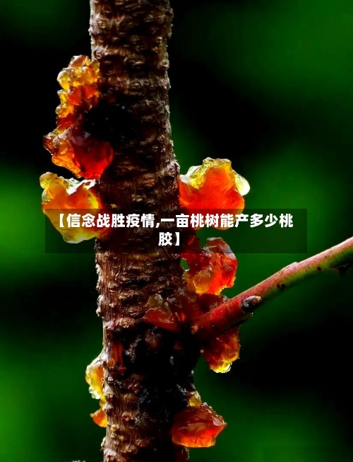 【信念战胜疫情,一亩桃树能产多少桃胶】