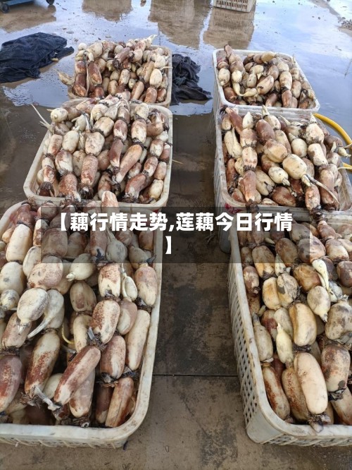 【藕行情走势,莲藕今日行情】-第3张图片