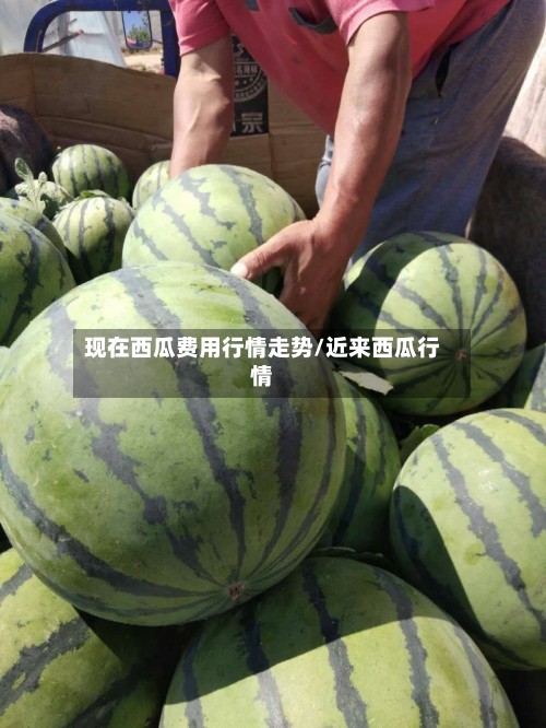 现在西瓜费用行情走势/近来西瓜行情