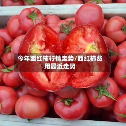 今年西红柿行情走势/西红柿费用最近走势-第2张图片
