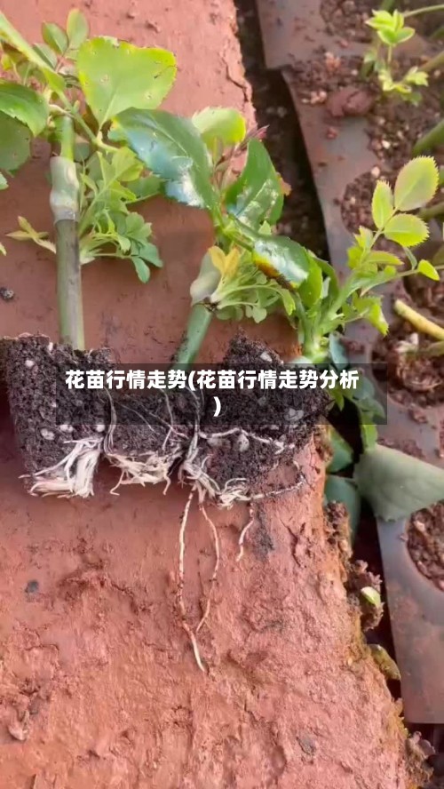 花苗行情走势(花苗行情走势分析)-第3张图片
