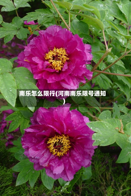 南乐怎么限行(河南南乐限号通知)