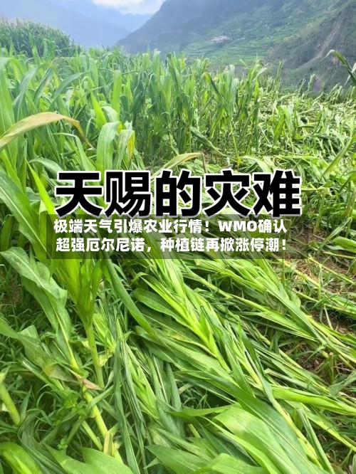 极端天气引爆农业行情！WMO确认超强厄尔尼诺，种植链再掀涨停潮！-第2张图片
