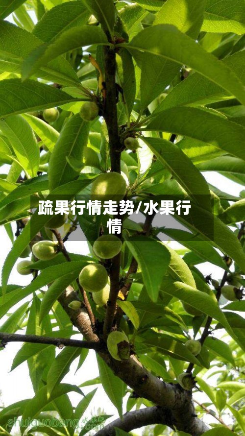 疏果行情走势/水果行情