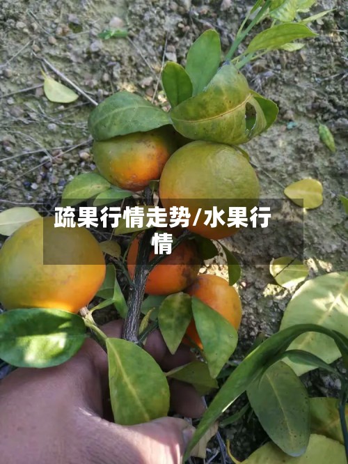 疏果行情走势/水果行情-第2张图片