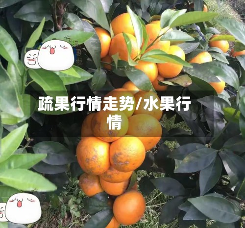 疏果行情走势/水果行情-第3张图片