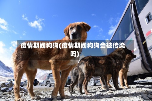疫情期间狗狗(疫情期间狗狗会被传染吗)-第2张图片