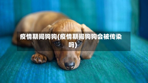 疫情期间狗狗(疫情期间狗狗会被传染吗)