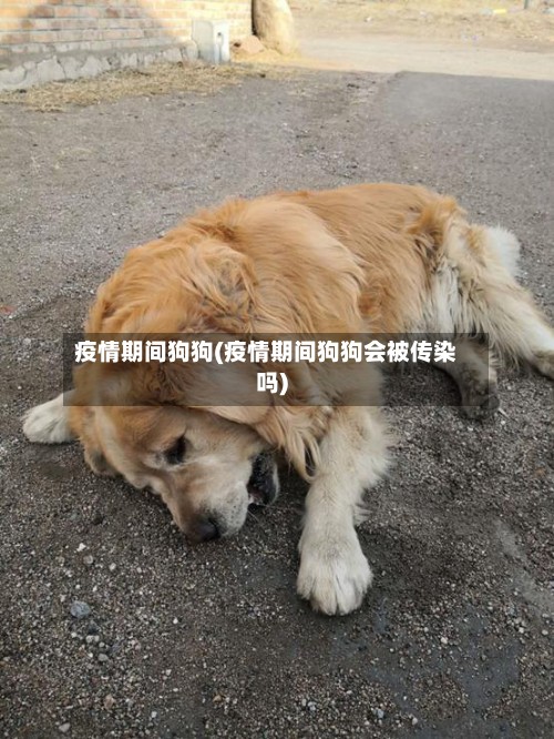 疫情期间狗狗(疫情期间狗狗会被传染吗)-第3张图片